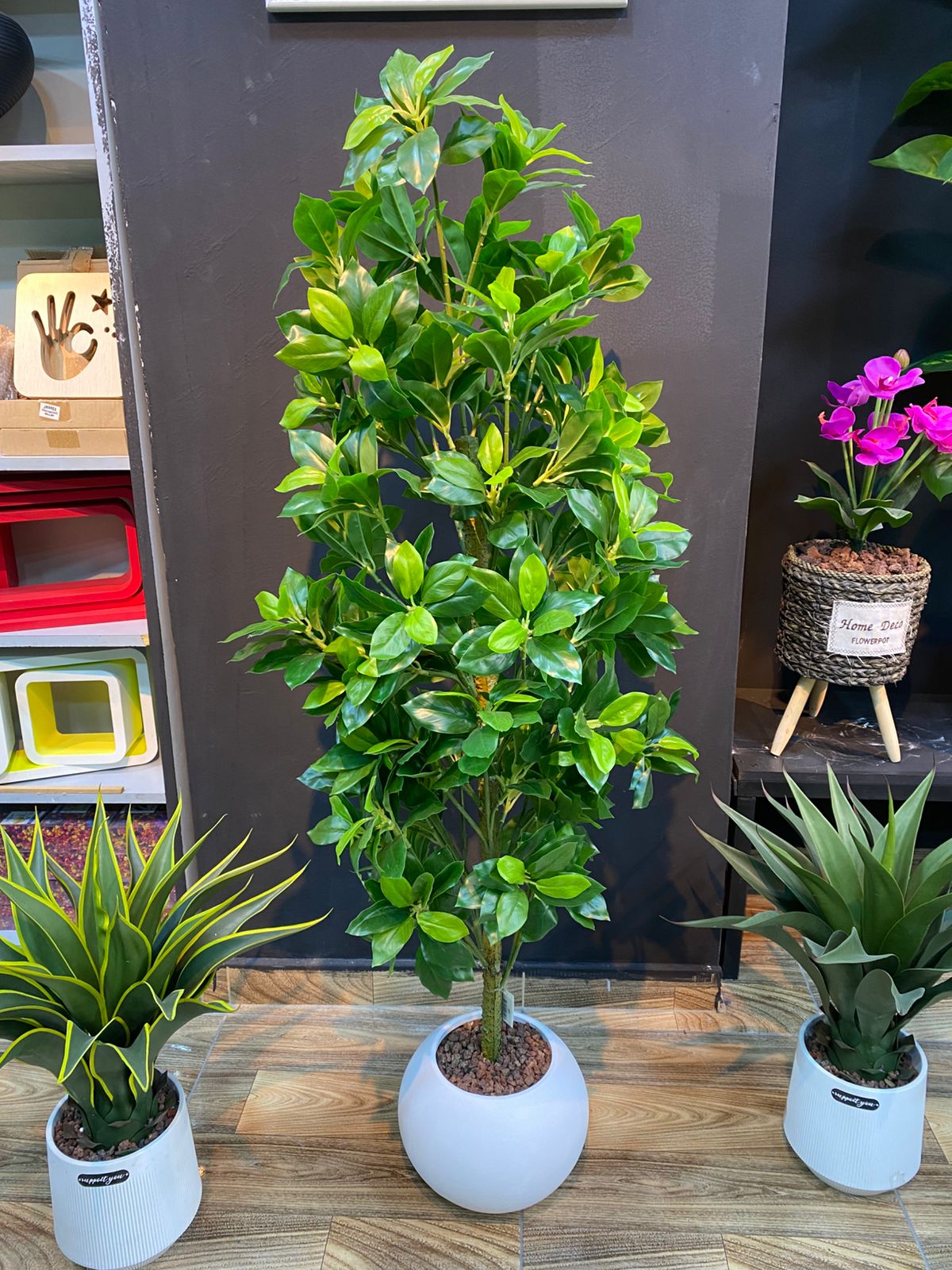 Gardenia Tree - Choose from Available Sizes/Types
