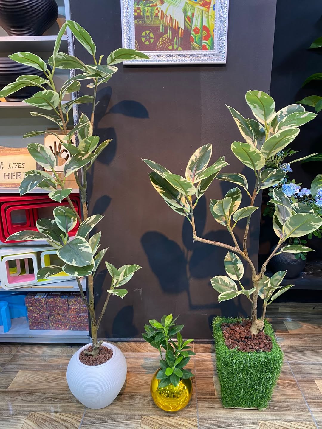 Ficus Elastica Tree - Choose The Required Size/Type