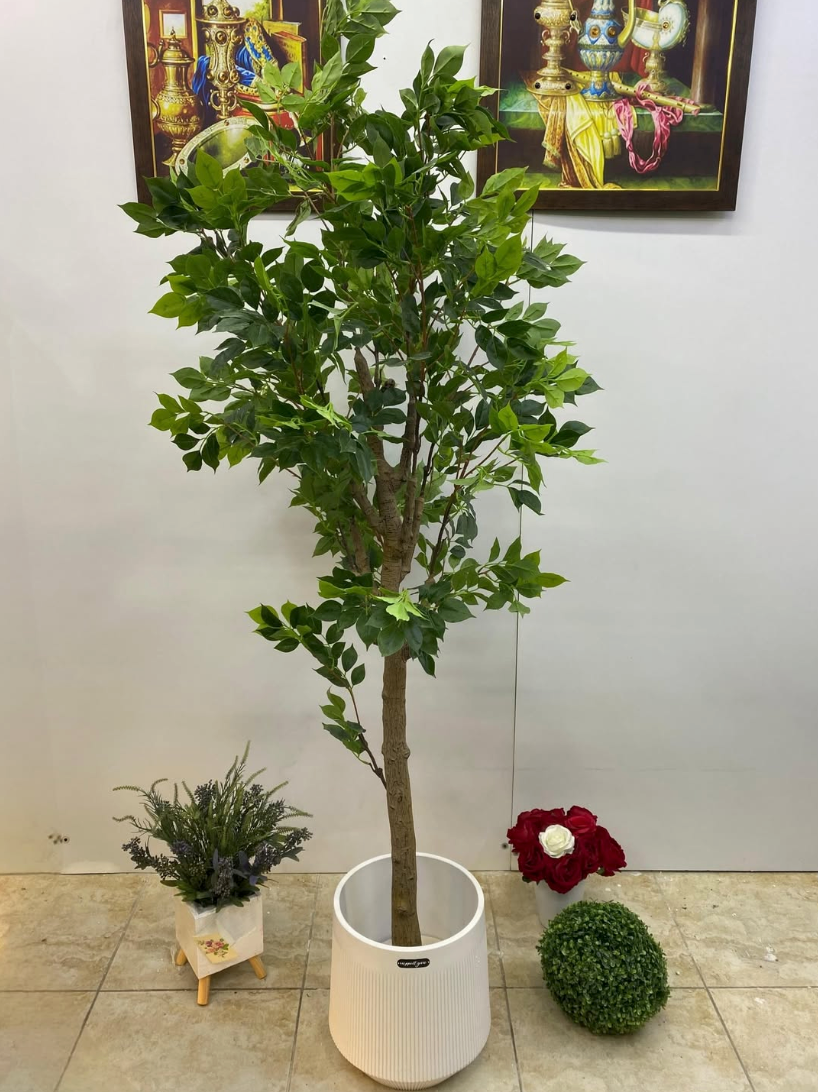 Ficus benjamina Tree 2 Meter