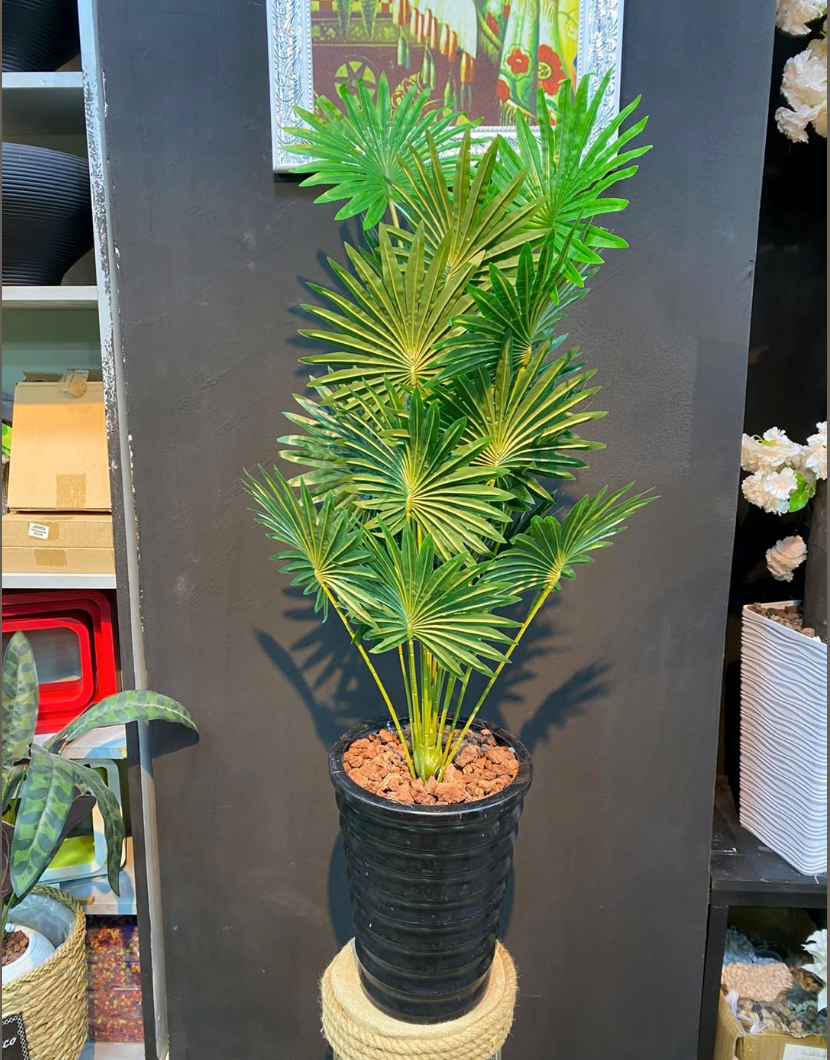 Small Trees of 110 CM Such as Washingtonia and Areca