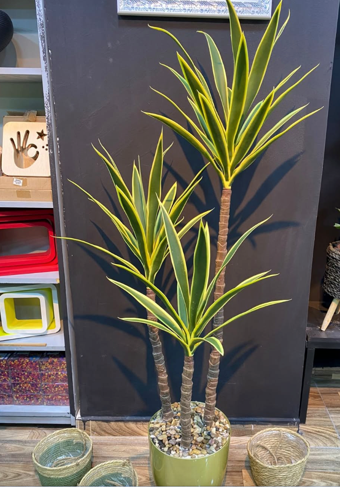 Yucca Tree