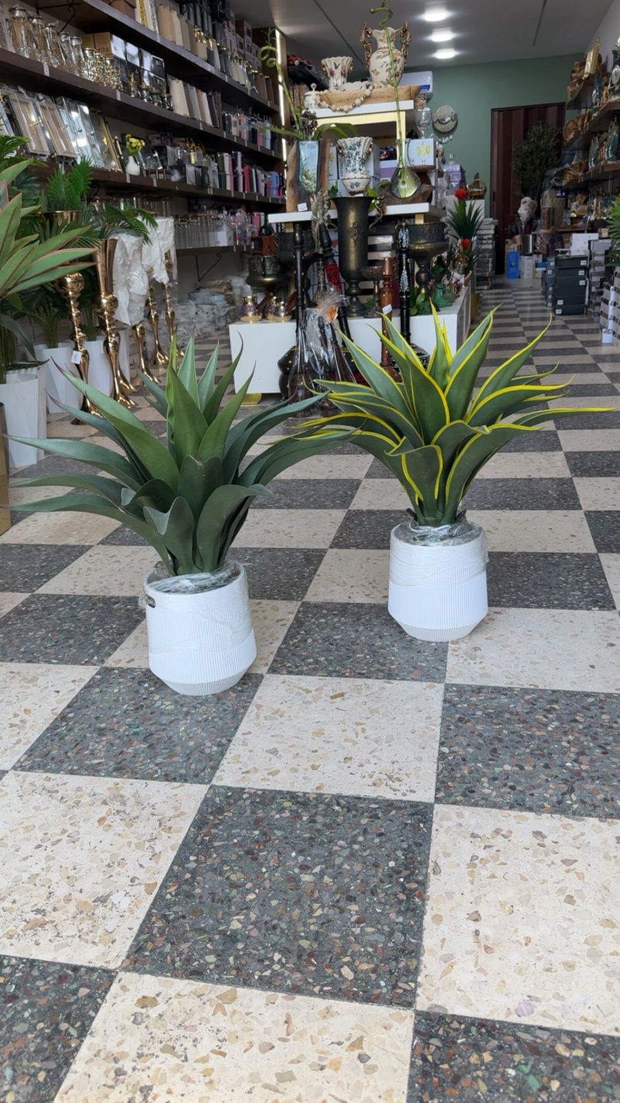 Aloevera Plant / Tree 60 cm