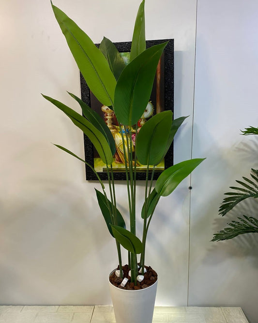 Strelitzia Reginae Tree - Choose The Required Size/Type