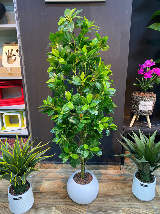Gardenia Tree - Choose from Available Sizes/Types