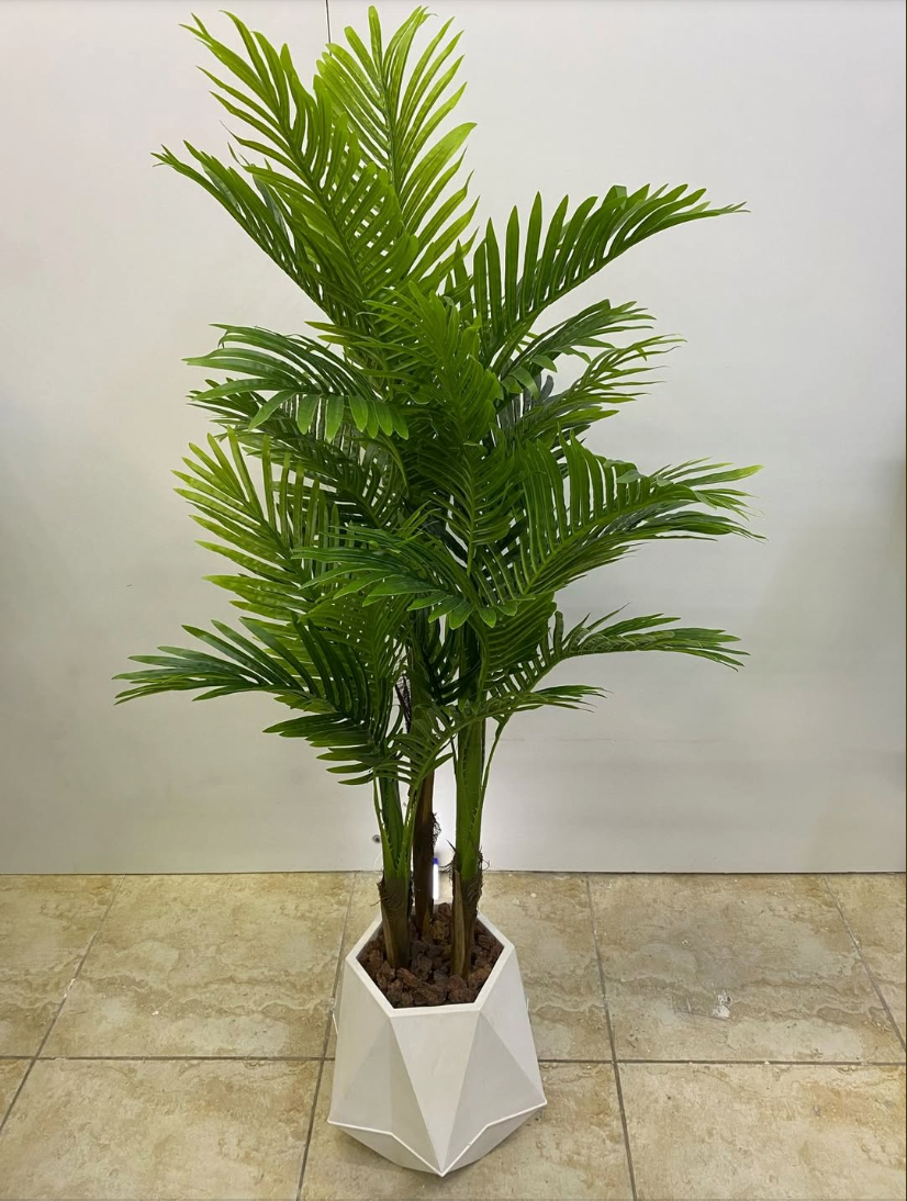 Areca Tree- Choose the Required Size/Type