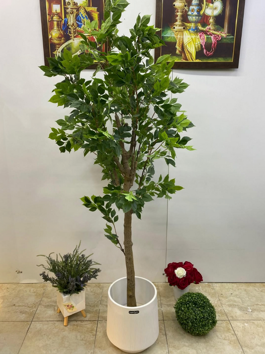 Ficus benjamina Tree 2 Meter