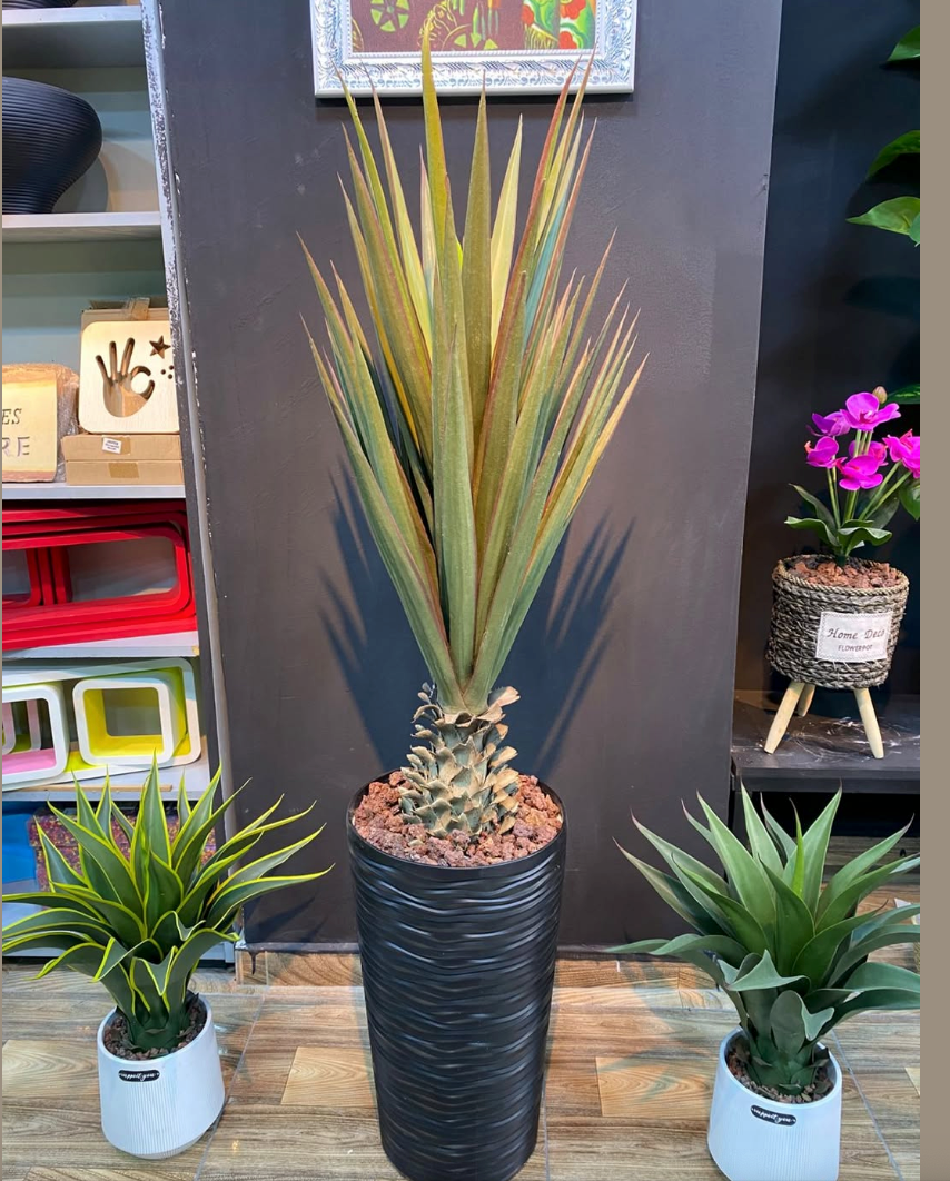 صبارة سيكس ابر ١٢٠ سم