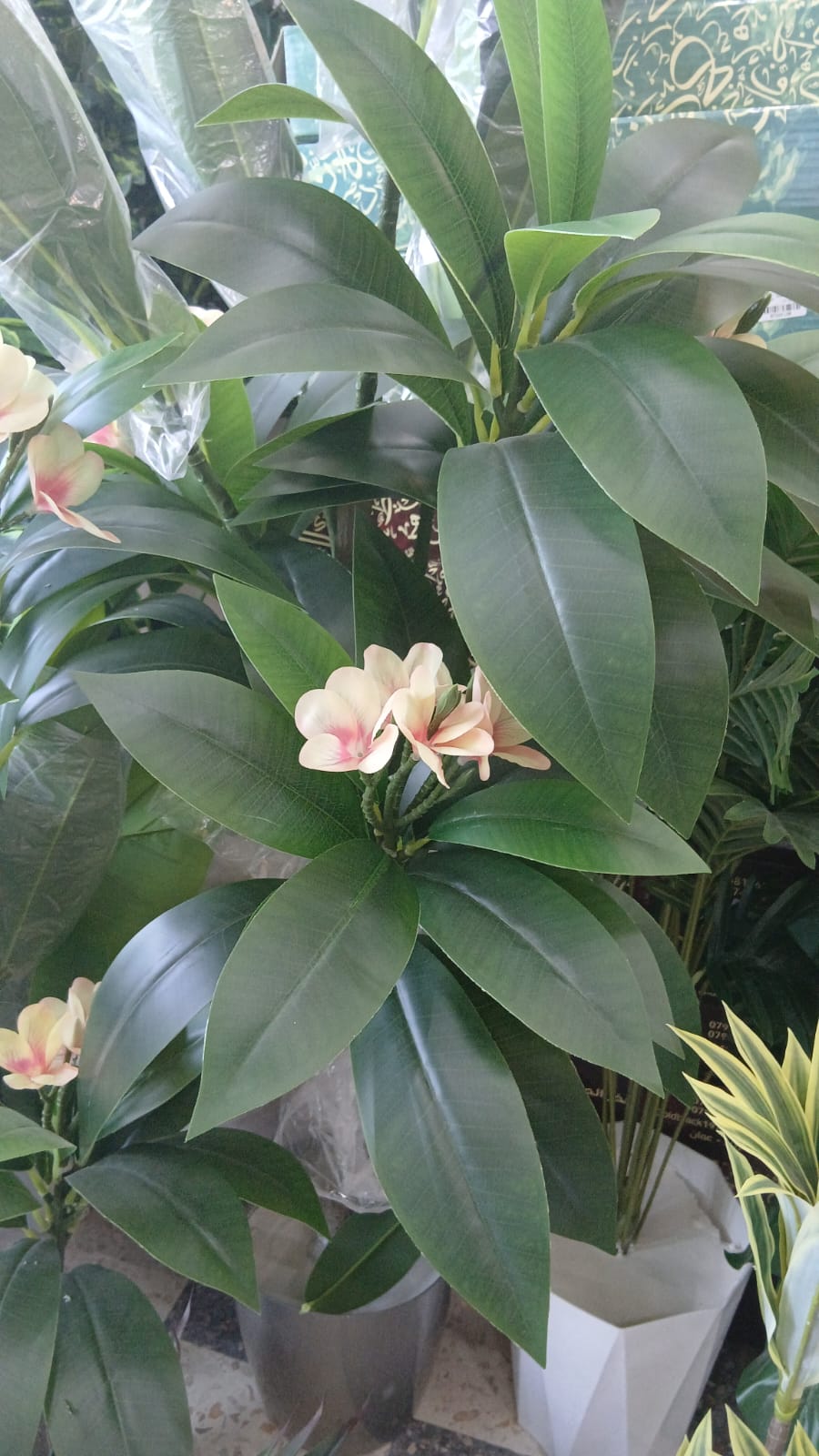 Mango Tree - Choose from Available Sizes