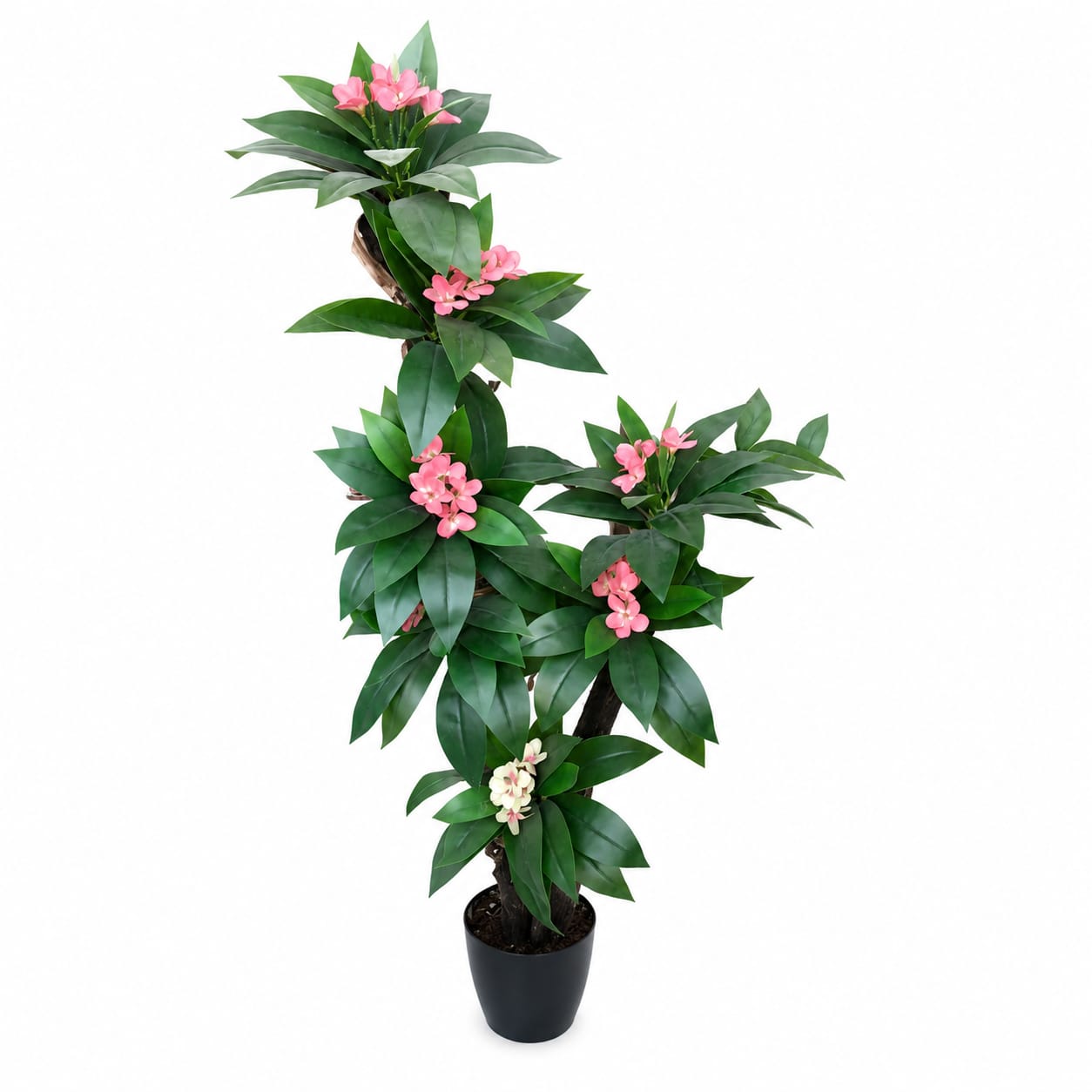Mango Tree - Choose from Available Sizes