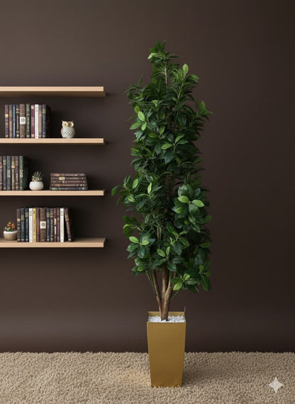Gardenia Tree - Choose from Available Sizes/Types