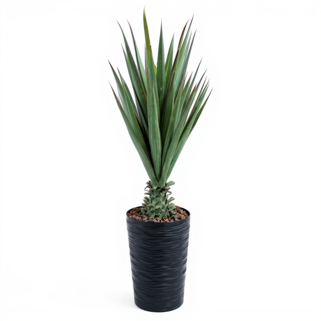 Yucca Elephantipes Tree 120 CM